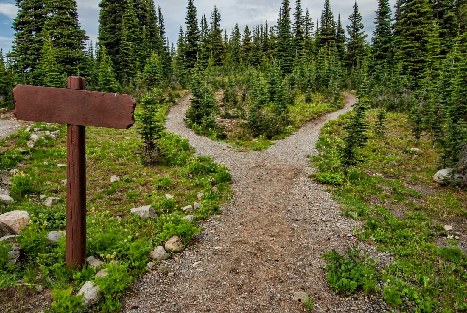 photo of pathway surrounded by fir trees